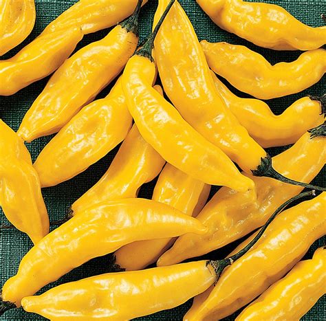 Pepper Hot - Lemon Drop - Premier Seeds Direct