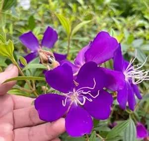 NEW DEBNATH NURSERY; Tibouchina Urvilleana Flower Healthy Live plant ...