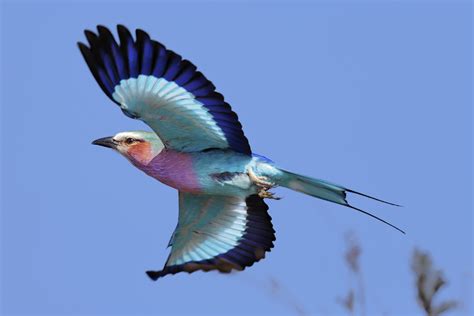 The Birds Opening - Chess.com