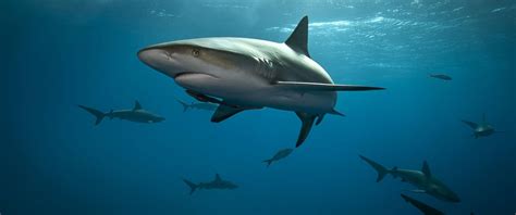 世界上最凶猛的鲨鱼，牛鲨(没有天敌最后却被自己撑死)_探秘志