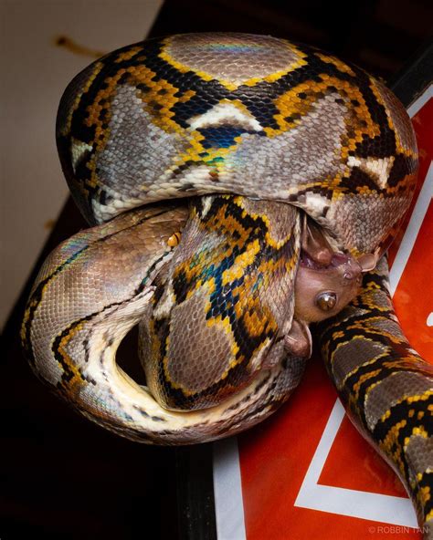 Image result for Reticulated Python Eating