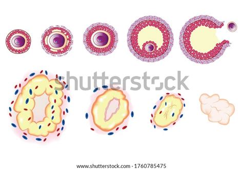 Ovulation Chart Female Menstrual Cycle Stock Vector (Royalty Free) 1760785475