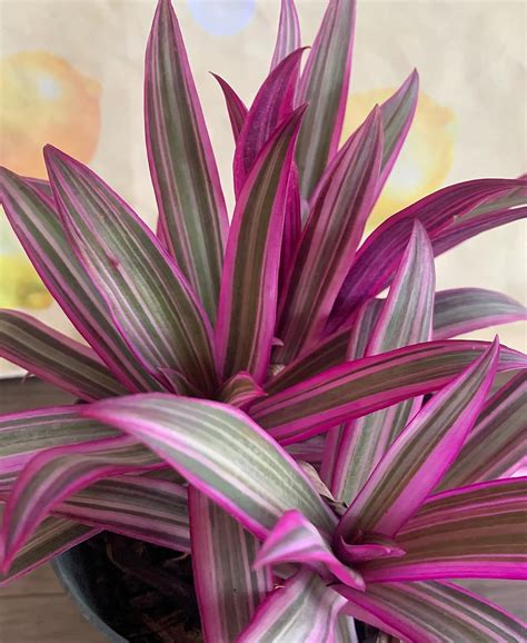 The Four Seasons Tradescantia Spathacea Rhoeo Tricolour Natural Live ...