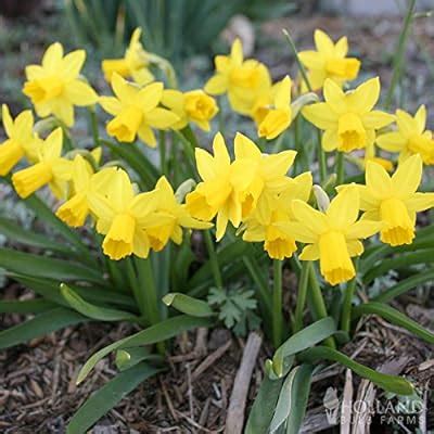 Buy Tete A Tete Daffodil Jumbo Pack Online India | Ubuy