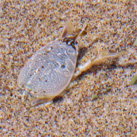 Emerita analoga (Pacific Sand Crab or Pacific Mole Crab – 10,000 Things ...