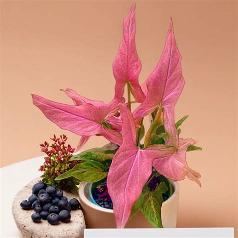 Buy Plants Online | Buy Nursery Plants | Buy Indoor Plants Online ...