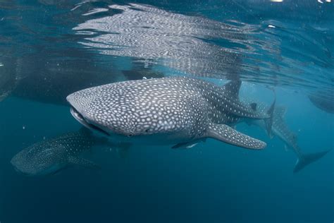 Marine Species: the Whale Shark • Scuba Diver Life