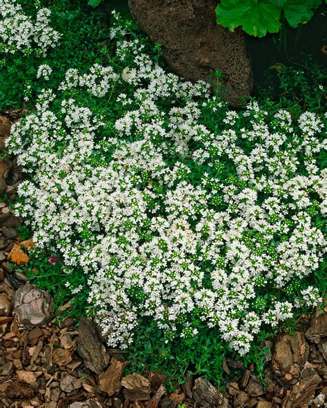 Thymus praecox 'Albiflorus' (white creeping thyme) — Buy online at ...