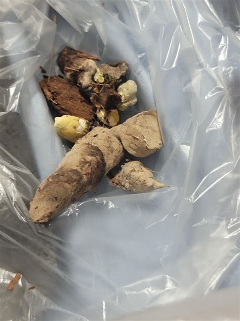 Image result for Royal Python Poo