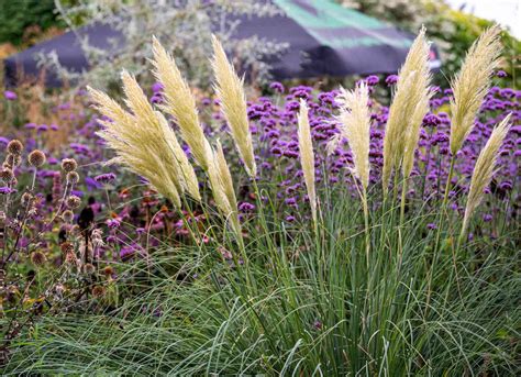 Types Of Large Ornamental Grasses at Jaxon Cockerill blog