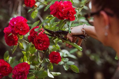 How To Transplant Roses: A Step-by-Step Guide - A-Z Animals