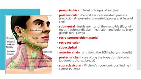 extra oral examination of the lymph nodes.pptx