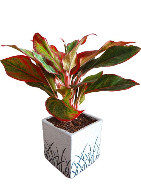 Air Purifier Siam Aurora Aglaonema - Buy Live Home Plant Online India ...