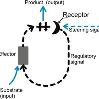 Image result for Negative Feedback Loop
