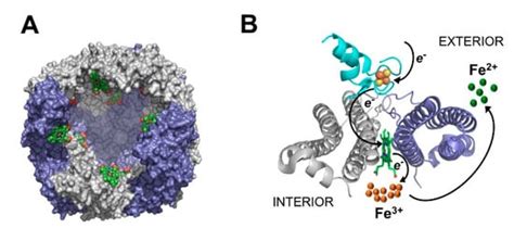 Pathogens | Special Issue : Pseudomonas aeruginosa Pathogenesis