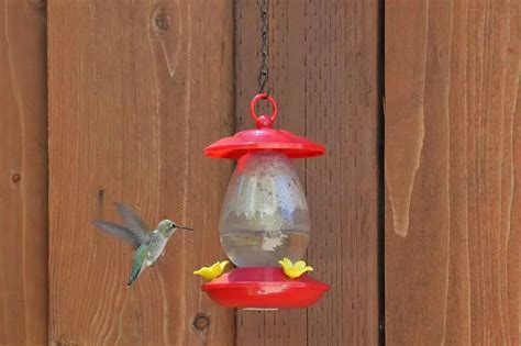 Image result for Hummingbird Feeder Setup