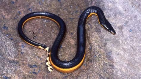 7 yellow-coloured snakes around the world
