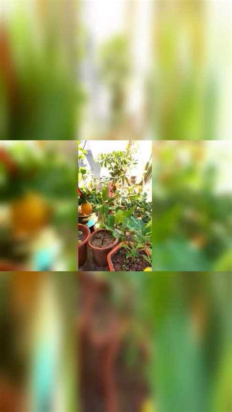 盆栽菠萝蜜是可行的，想结出大果要做对一些事情-盆栽果树爱好者-盆栽果树爱好者-哔哩哔哩视频