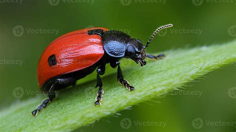 Red and Black Beetle Perched on Leaf Showcasing Striking Colors and ...