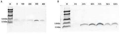Expression of Hybrid Peptide EF-1 in Pichia pastoris, Its Purification ...