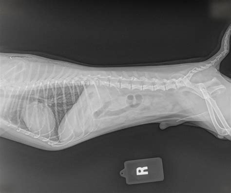 Dog Xrays