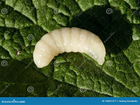 Larva of queen bee stock image. Image of reproduction - 148031377