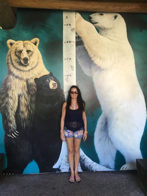 What Is The Weight And Height Of A Polar Bear