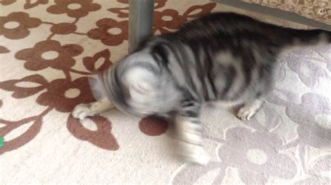 Image result for Spring Excercise