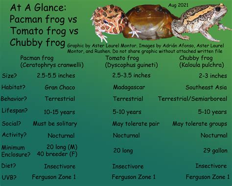 Pacman Frog Tadpoles
