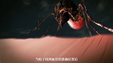 揭秘蚊子对谁“情有独钟”，什么血型最招蚊子？_蚊子防治_除四害消杀灭虫网