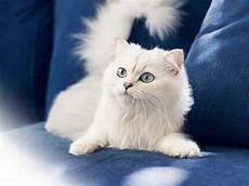 Beautiful Cat Backgrounds by Beautiful Wallpaper Beautiful Cat Wallpapers Beautiful Cat Backgrounds