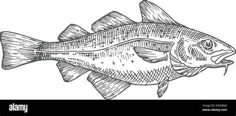 Image result for Cod Luredrawing