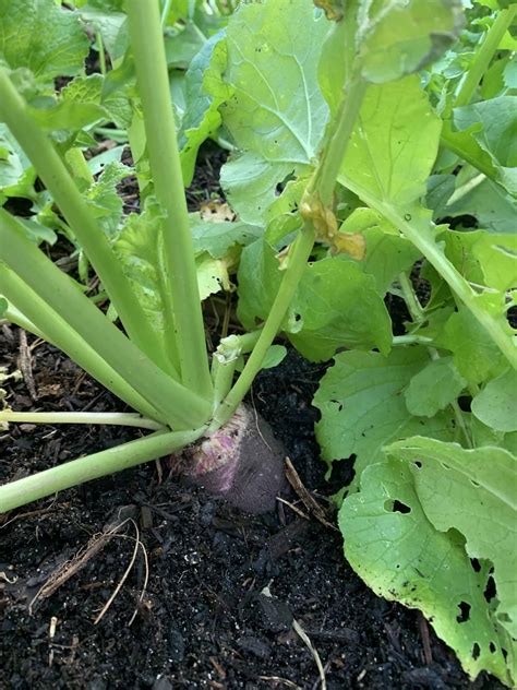 How to Grow Black Spanish Radish in Western Australia - Backyard ...