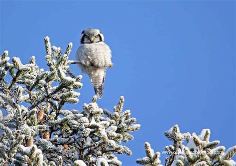 Local People of Forest and Wildlife 的图像结果