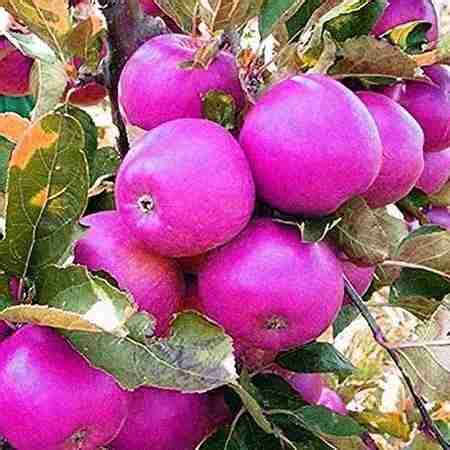 Krishna ADs - Top Fruits & Vegetable Shops in KPHB Colony Hyderabad