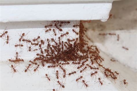 How can I keep ants out of my kitchen? - Hygiene & Bugs