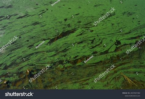Man Stands By Water Points Polluted Stock Photo 2037027362 | Shutterstock