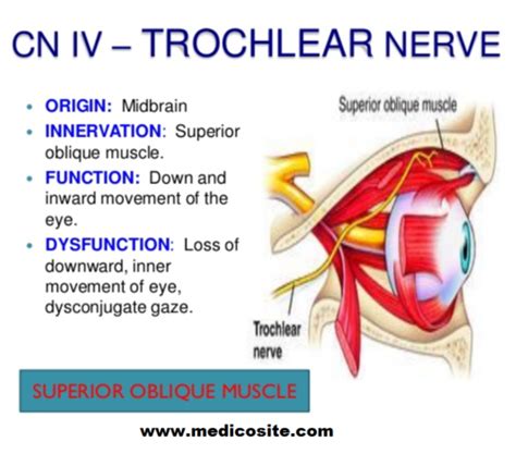Image result for Trochlear Function
