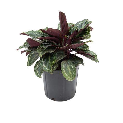 Calathea (Prayer Plant) - Sheridan Nurseries Online