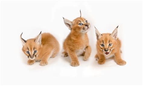 Photos offer glimpse at Oregon Zoo's exotic caracal kittens ...