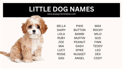 180+ Short Dog Names - Puppy Name Ideas