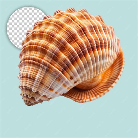 Image result for Shell Animation No Background
