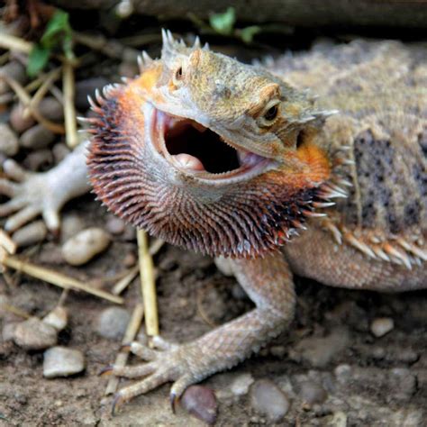 Adult Fancy Bearded Dragon - The Ultimate Guide for Owners - Vital Frog