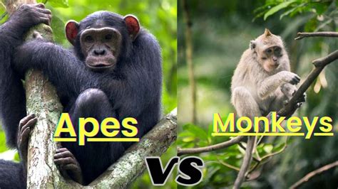 Apes vs Monkeys: What Makes Them Different?