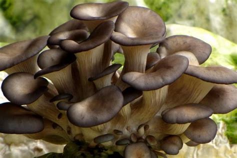 最新蘑菇高产种植技术_食养源