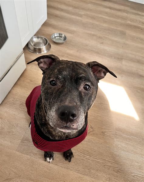 Image result for Petey Python