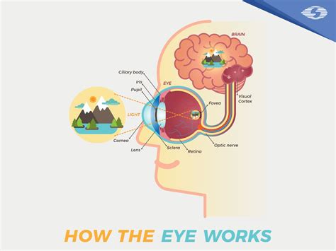 How the eye works | Visual cortex, Eyes, Eye retina