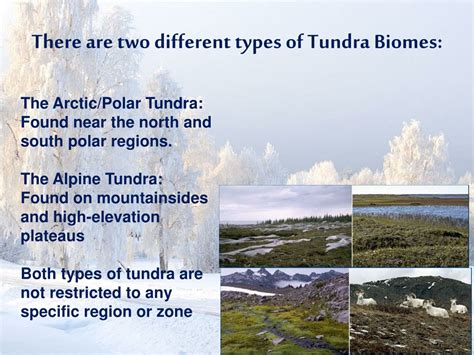 PPT - Tundra Biome PowerPoint Presentation, free download - ID:9089483