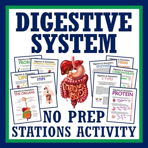 Image result for Digestive System Fun Activities