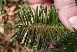 Image result for Long Needle Fir Tree